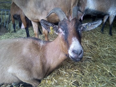 Ferme Mabily