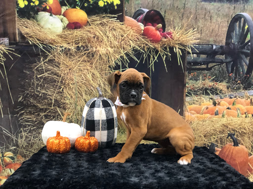 Pet Store «Happiness Is Pets Vi», reviews and photos, 616 E Roosevelt Rd, Lombard, IL 60148, USA