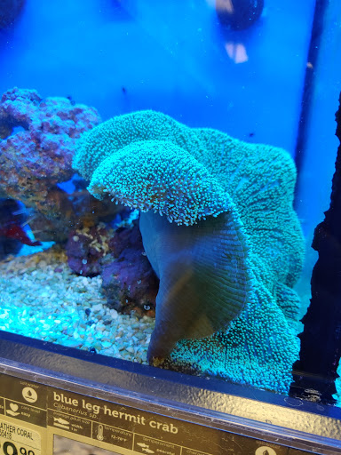 Pet Supply Store «Petco Animal Supplies», reviews and photos, 189 Old Country Rd, Carle Place, NY 11514, USA