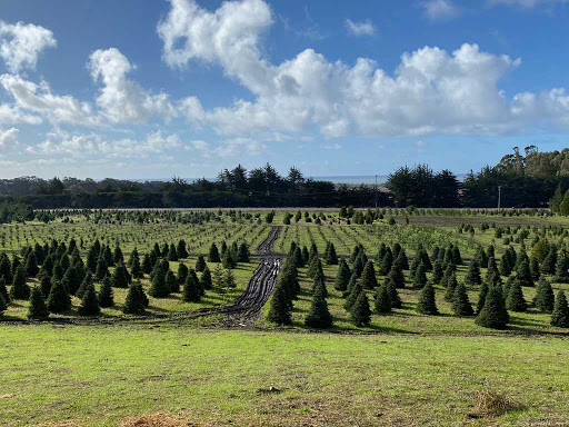 Rancho Siempre Verde (RSV Trees) - Christmas Tree & Pumpkin Farm