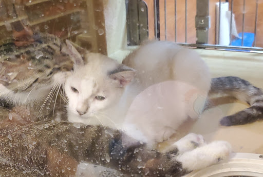 Pet Supply Store «PetSmart», reviews and photos, 3340 FM 544 Ste 800, Wylie, TX 75098, USA