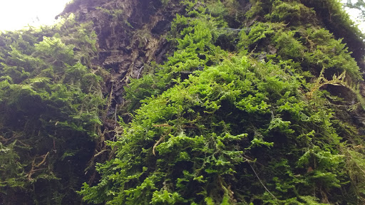 Nature Preserve «Gazzam Lake Nature Preserve», reviews and photos, 6105 NE Marshall Rd, Bainbridge Island, WA 98110, USA