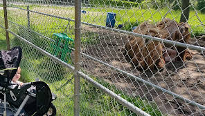 Pablo the capybara dies at the Peterborough Riverview Park and Zoo -  Peterborough