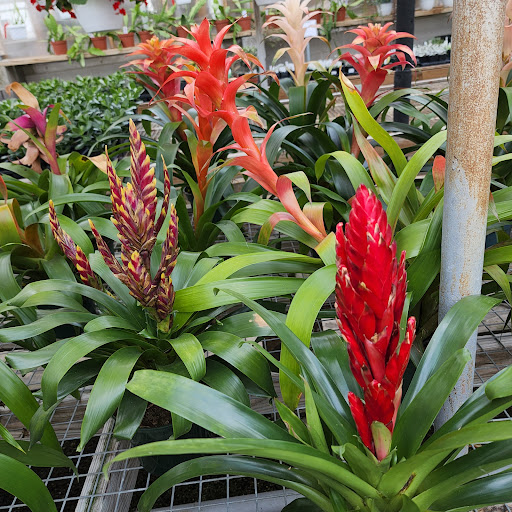 Florist «Radebaugh Florist and Greenhouses», reviews and photos, 120 Burke Ave, Towson, MD 21286, USA