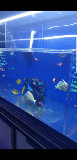 Tropical Fish Store «Living Reef Orlando», reviews and photos, 504 N Alafaya Trail #112, Orlando, FL 32828, USA