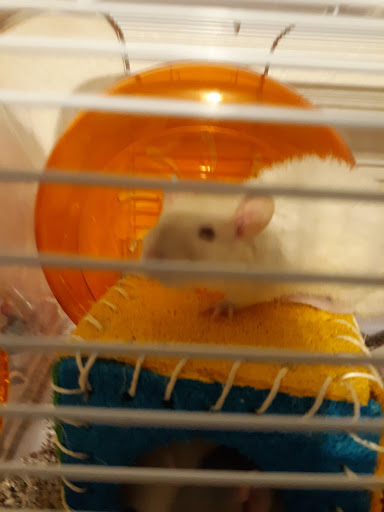 Pet Store «Windy City Pet Store», reviews and photos, 1660 N 4th St m, Laramie, WY 82072, USA