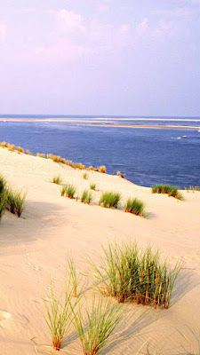 ARCAVET Delahaut Marie Pierre Gree Jean-François SCP à Arcachon