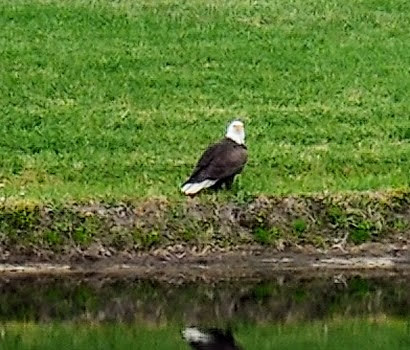 Golf Course «Baytree National Golf Links», reviews and photos, 8207 National Dr, Melbourne, FL 32940, USA