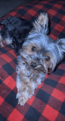 Pet Groomer «Doggie Style Bowtique», reviews and photos, 1713 Westport Rd, Kansas City, MO 64111, USA