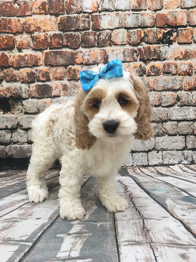 Pet Store «Happiness Is Pets», reviews and photos, 2936 Showplace Dr, Naperville, IL 60564, USA