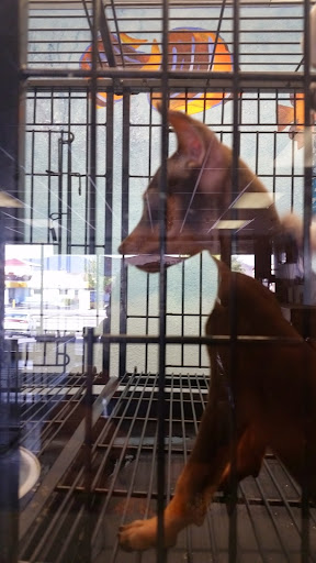 Pet Store «Puppies Plus LLC», reviews and photos, 6405 S Virginia St # 1, Reno, NV 89511, USA