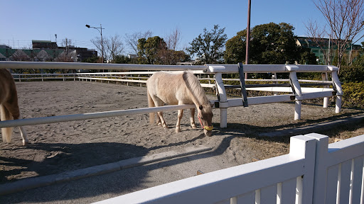 Nagisa Pony Land