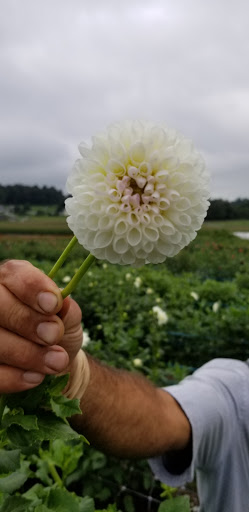 Florist «Pinewood and Posies», reviews and photos, 4547 White Oak Rd, Paradise, PA 17562, USA