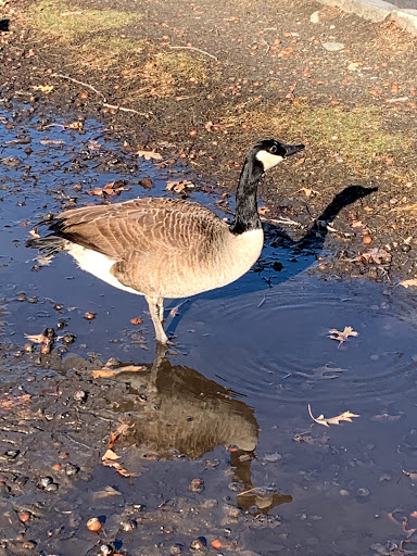 Art Museum «Isabella Stewart Gardner Museum», reviews and photos, 25 Evans Way, Boston, MA 02115, USA