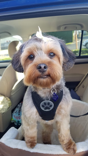 Pet Groomer «Happy Tails Pet Center», reviews and photos, 4370 SE King Rd Ste 260, Milwaukie, OR 97222, USA