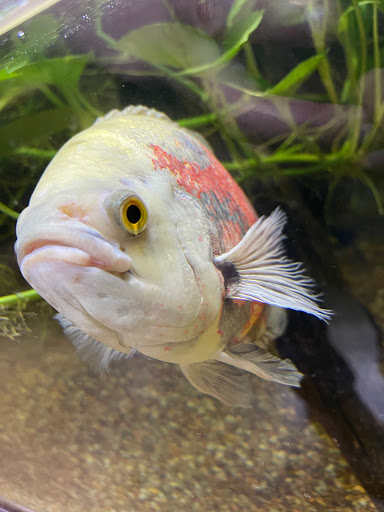 Pet Store «Miles of Exotics», reviews and photos, 8350 N Broadway, Kansas City, MO 64118, USA