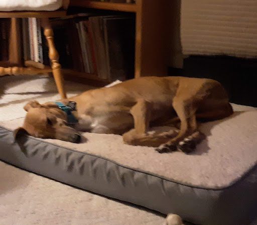 Pet Supply Store «PetSmart», reviews and photos, 2391 NJ-66, Ocean Township, NJ 07712, USA