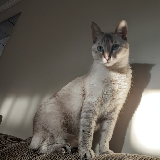 Veterinária Popular Patricia em Guarulhos - SP