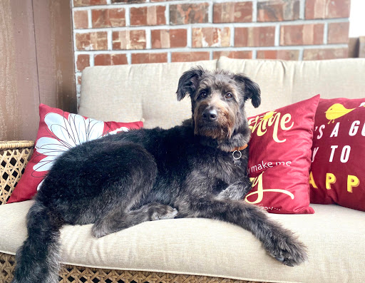 Pet Store «Whisker Bones Supply Co.», reviews and photos, 138 N Main St, Edwardsville, IL 62025, USA