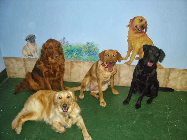 Club Meadow Dog Daycare and Boarding