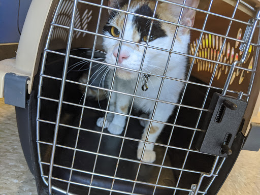 Pet Supply Store «PetSmart», reviews and photos, 2317 W Lincoln St, Harlingen, TX 78552, USA