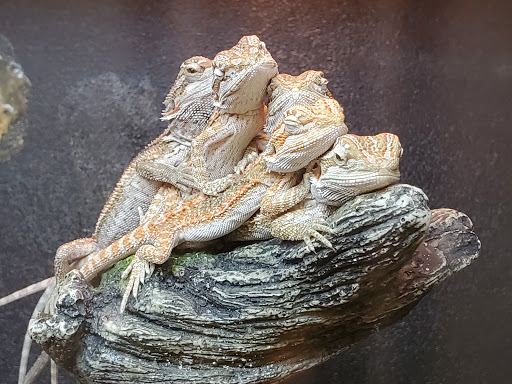 Pet Supply Store «PetSmart», reviews and photos, 315 Gellert Blvd, Daly City, CA 94015, USA