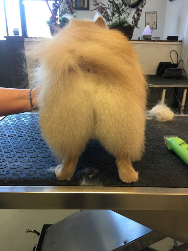 Pet Groomer «Spoiled Petz Pet Store and Grooming», reviews and photos, 12030 Donner Pass Rd #1, Truckee, CA 96161, USA