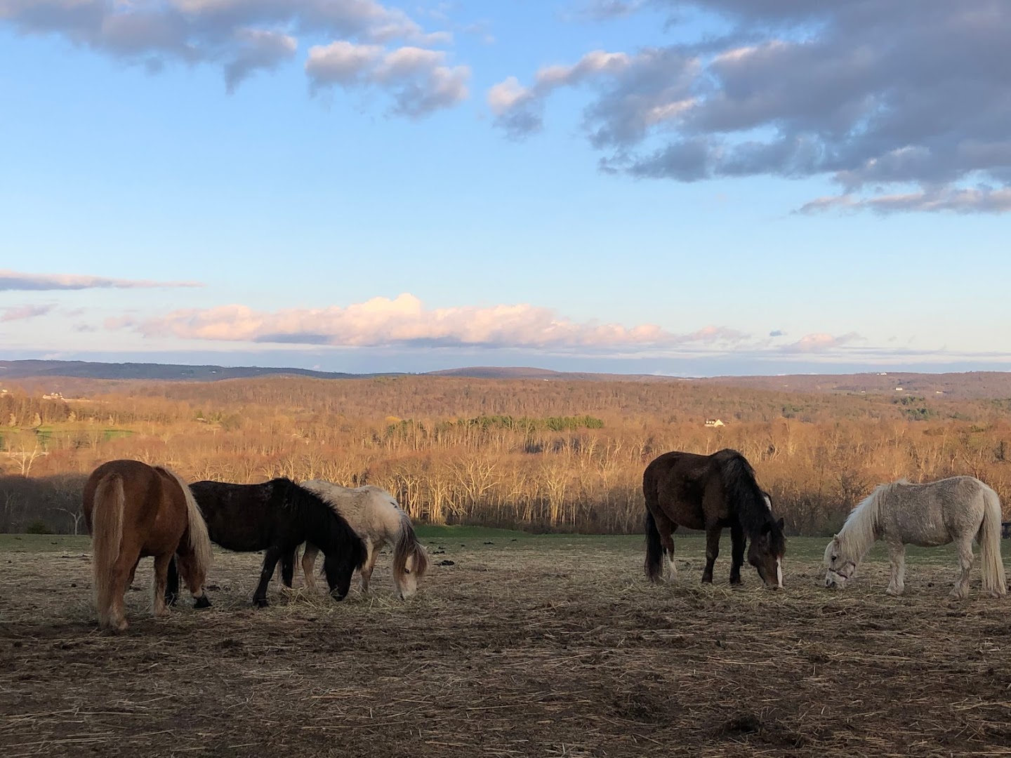 13 Hands Equine Rescue