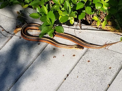 Nature Preserve «Tom S Cooperrider-Kent Bog State Nature Preserve», reviews and photos, 1028 Meloy Rd, Kent, OH 44240, USA