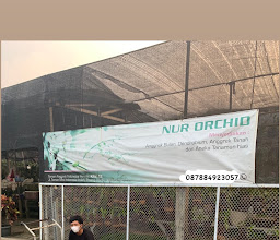 Nur Orchid photo
