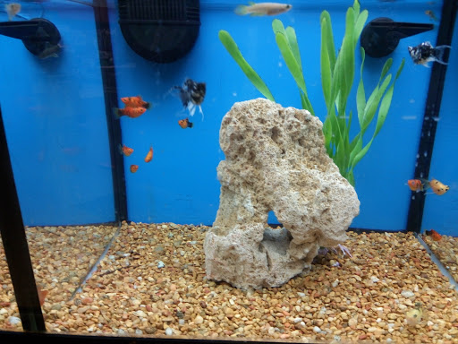 Pet Supply Store «Petco Animal Supplies», reviews and photos, 2353 SE Federal Hwy, Stuart, FL 34994, USA