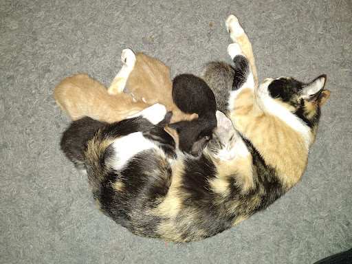 Pet Supply Store «PetSmart», reviews and photos, 1900 W International Speedway Blvd, Daytona Beach, FL 32114, USA