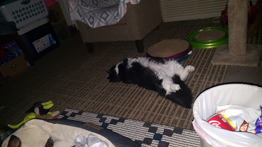 Pet Supply Store «PetSmart», reviews and photos, 1600 N Jackson St #310, Tullahoma, TN 37388, USA