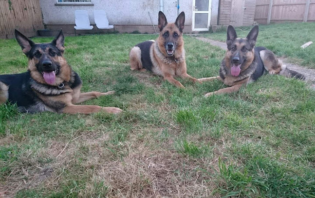 Glamorgan Guard Dogs - Dog trainer