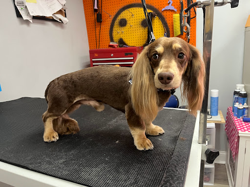 Dog Daze Grooming LLC