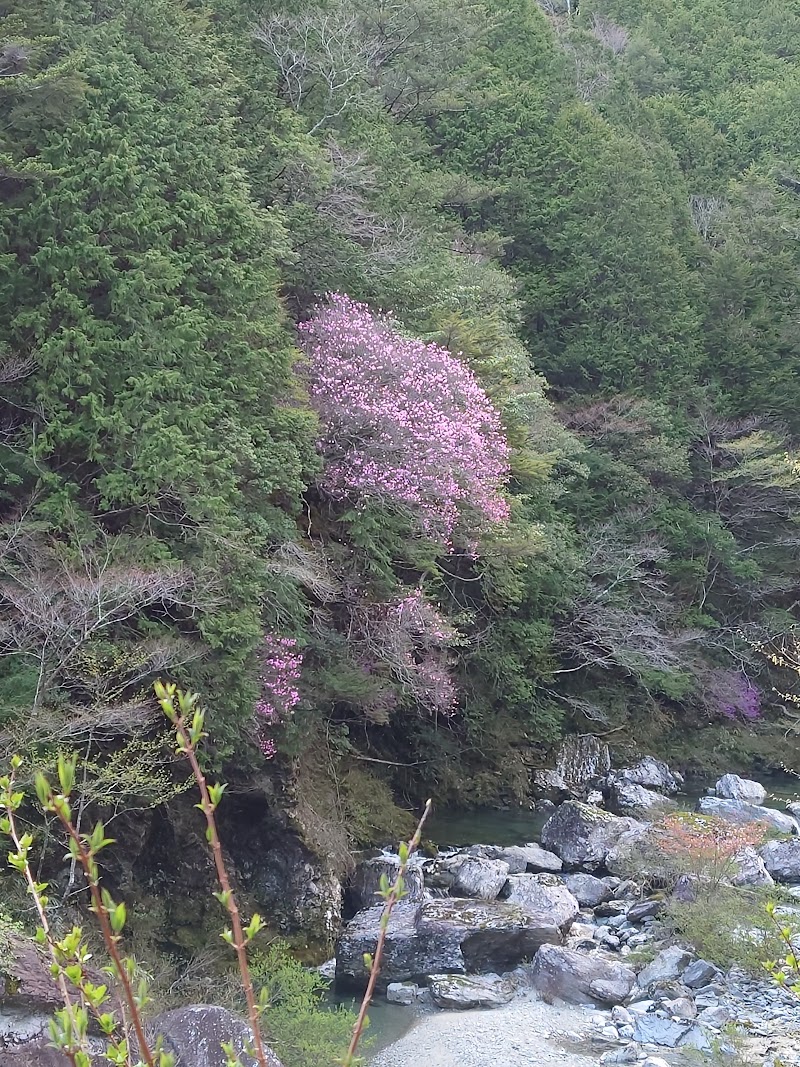 瀬戸川あけぼのつつじ