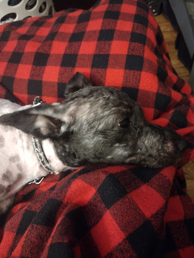 Pet Supply Store «Petco Animal Supplies», reviews and photos, 168 Ames Dr, Barre, VT 05641, USA