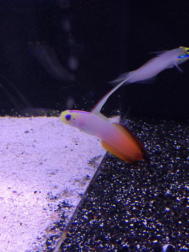 Tropical Fish Store «Reef Oasis», reviews and photos, 7669 Mentor Ave, Mentor, OH 44060, USA