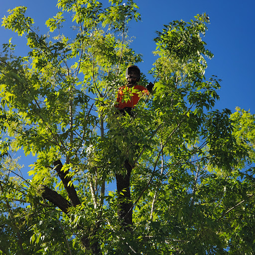 Tree Guardians