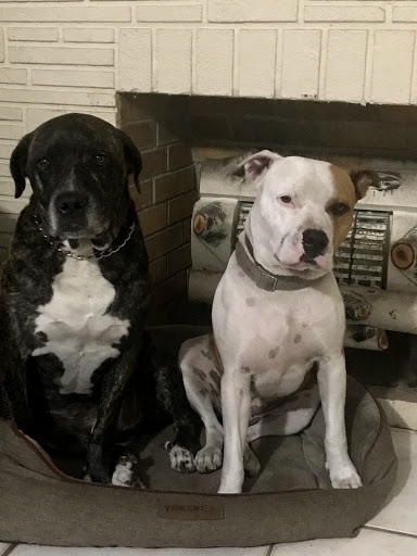 Pet Supply Store «Pet Supermarket», reviews and photos, 2111 N Federal Hwy, Hollywood, FL 33020, USA