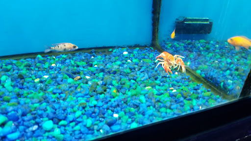 Pet Store «Pet Land», reviews and photos, 1450 Fort Campbell Blvd, Clarksville, TN 37042, USA