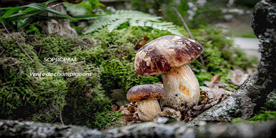 SARL SOPROPAM à Mont Lozère et Goulet