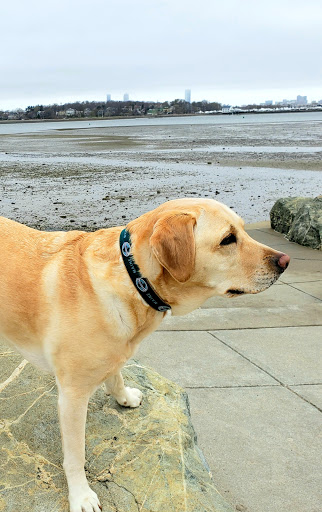 Pet Supply Store «Bark Harbor», reviews and photos, 150 Main St # 3, Bar Harbor, ME 04609, USA