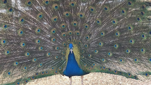 Zoo «Jr Pony Parties», reviews and photos, 1744 N Leonard Ln, Las Vegas, NV 89108, USA