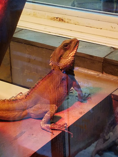 Pet Store «A to Z Pets», reviews and photos, 16010 SE Division St, Portland, OR 97236, USA