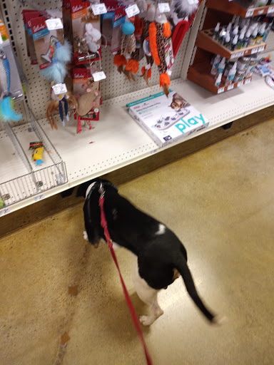 Pet Supply Store «PetSmart», reviews and photos, 9905 E Independence Blvd, Matthews, NC 28105, USA