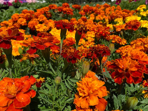 Plant Nursery «San Gabriel Nursery & Florist», reviews and photos, 632 S San Gabriel Blvd, San Gabriel, CA 91776, USA