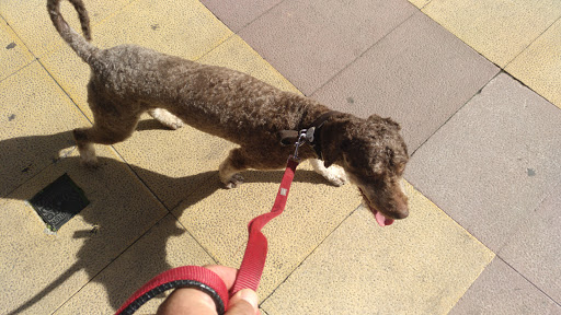 Animal Center Uno Mas - Torrelavega