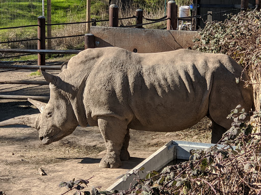 Tourist Attraction «Safari West», reviews and photos, 3115 Porter Creek Rd, Santa Rosa, CA 95404, USA