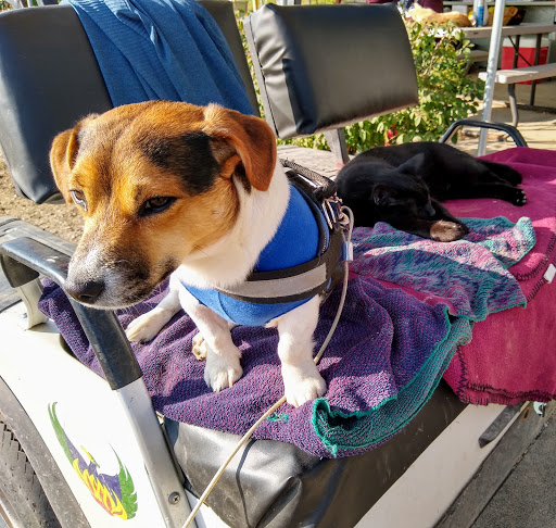 Animal Medical Hospital